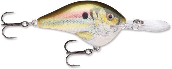 RAPALA DIVES-TO 10 LIVE RIVER SHAD - for sale