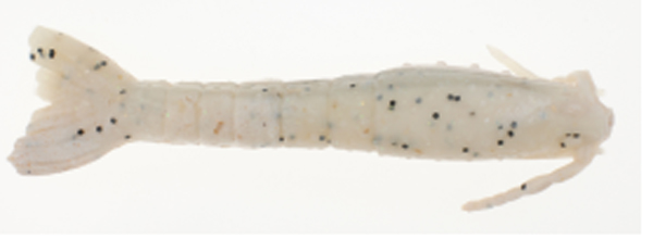 BERK SW GULP 3" SHRIMP SUGAR&SPICE - for sale